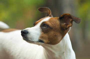 Image showing Jack Russell Terrier Portrait