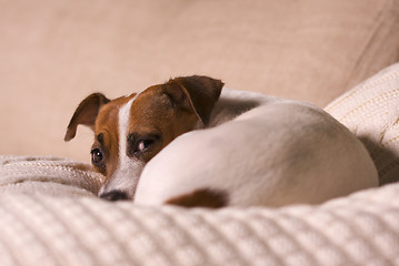 Image showing Jack Russell Terrier Portrait