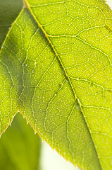 Image showing Close Up Leaf & Water Drops