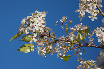 Image showing Spring Flowering Tree Blossom