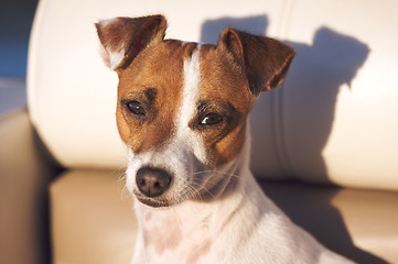 Image showing Jack Russell Terrier Portrait