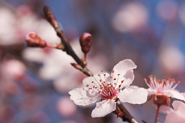 Image showing Early Spring Pink Tree Blossoms