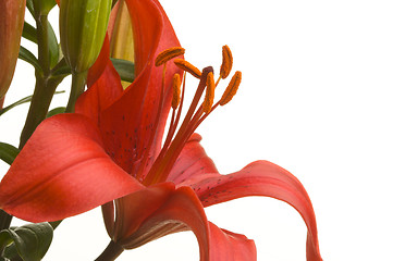 Image showing Beautiful Asiatic Lily Bloom