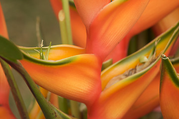 Image showing Exotic Tropical Flower Abstract