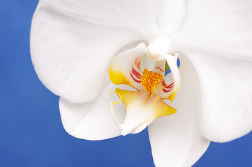 Image showing Macro Orchid Flower Blossom