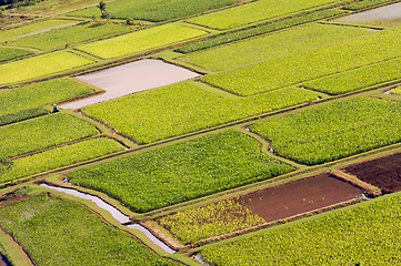 Image showing Hanalei Valley and Taro Fields