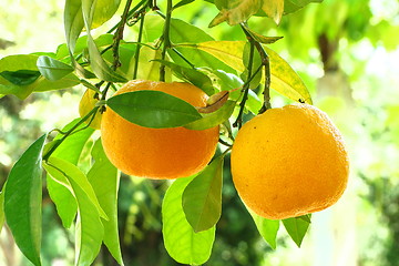 Image showing orange