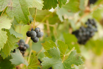 Image showing Grapes & Vines