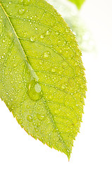 Image showing Close Up Leaf & Water Drops