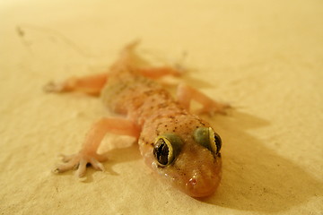 Image showing geko