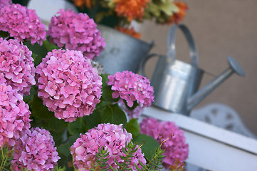 Image showing Beautiful Hydrangea Blossoms