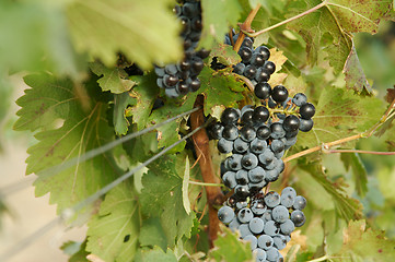Image showing Grapes & Vines