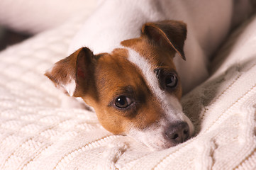 Image showing Jack Russell Terrier Portrait