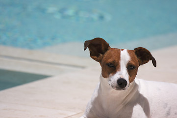 Image showing JRT soaks up the sun poolside on a warm summer day.