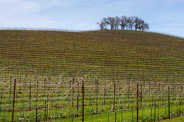 Image showing Vineyard Hillside and Trees