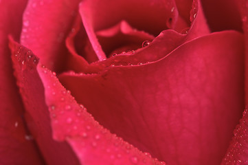 Image showing Macro Red Rose Blossom