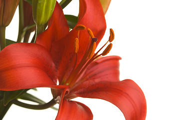 Image showing Beautiful Asiatic Lily Bloom