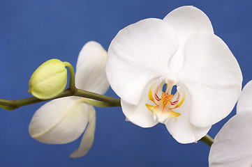 Image showing Macro Orchid Flower Blossoms