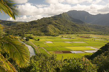 Image showing Hanalei Valley and Taro Fields