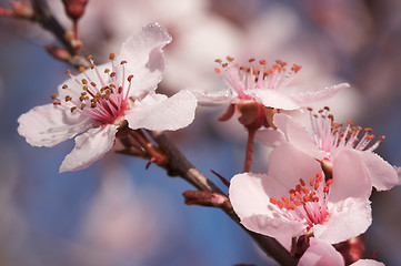 Image showing Early Spring Pink Tree Blossoms