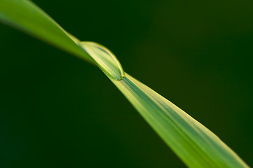 Image showing Drop on Blade of Grass