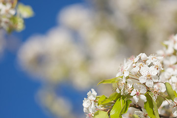 Image showing Spring Flowering Tree Blossom