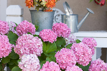 Image showing Beautiful Hydrangea Blossoms