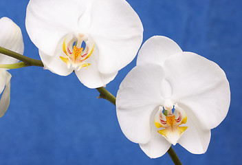 Image showing Macro Orchid Flower Blossom