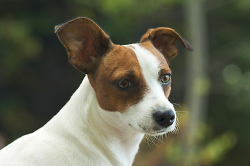 Image showing Jack Russell Terrier Portrait