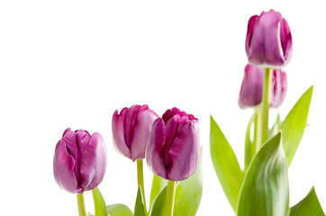 Image showing Set of Purple Tulips