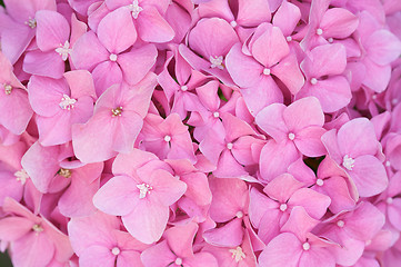 Image showing Beautiful Hydrangea Blossoms