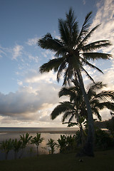 Image showing Tropical Sunset with Palm Trees