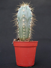 Image showing Cactus