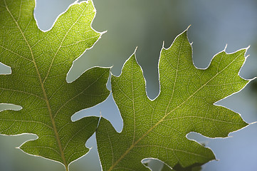 Image showing Backlit Oak Leaves