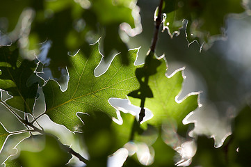 Image showing Backlit Oak Leaves