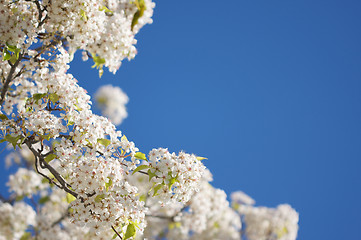 Image showing Spring Flowering Tree Blossom