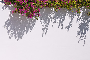 Image showing Bougainvilleas Casting Shadow