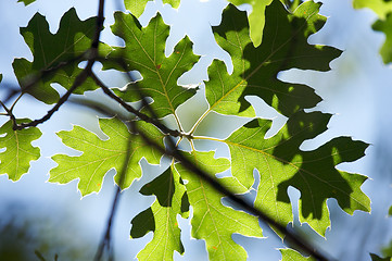 Image showing Backlit Oak Leaves