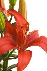 Image showing Beautiful Asiatic Lily Bloom