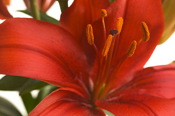 Image showing Beautiful Asiatic Lily Bloom