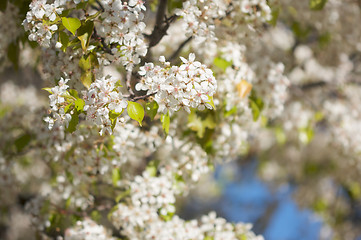 Image showing Spring Flowering Tree Blossom