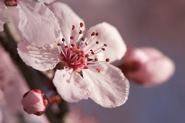 Image showing Early Spring Pink Tree Blossoms