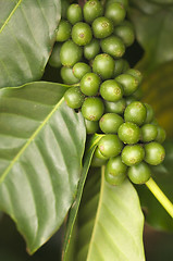 Image showing Coffee Beans on the Branch