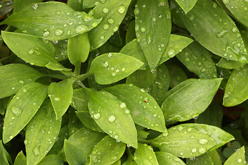 Image showing Abstract Green Foliage