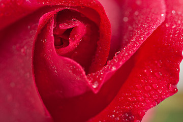 Image showing Beautiful Red Rose