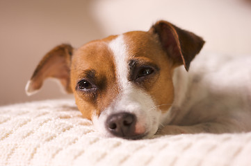 Image showing Jack Russell Terrier Portrait