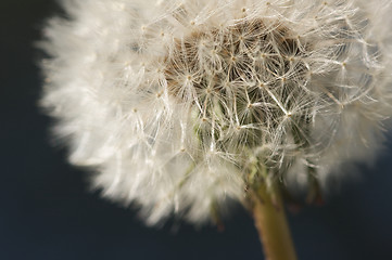 Image showing Macro Dandelion Blossom