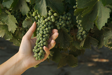 Image showing Grapes & Vines