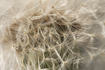 Image showing Macro Dandelion Blossom