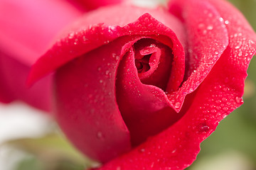 Image showing Beautiful Red Rose